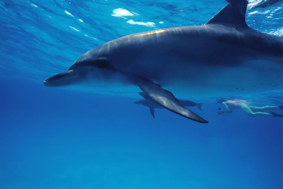 A dolphin swims underwater near a person snorkeling.