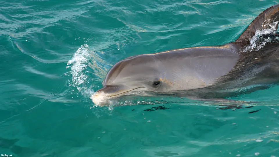 A bottlenose dolphin surfaces in clear turquoise water, with a splash of water near its snout.
