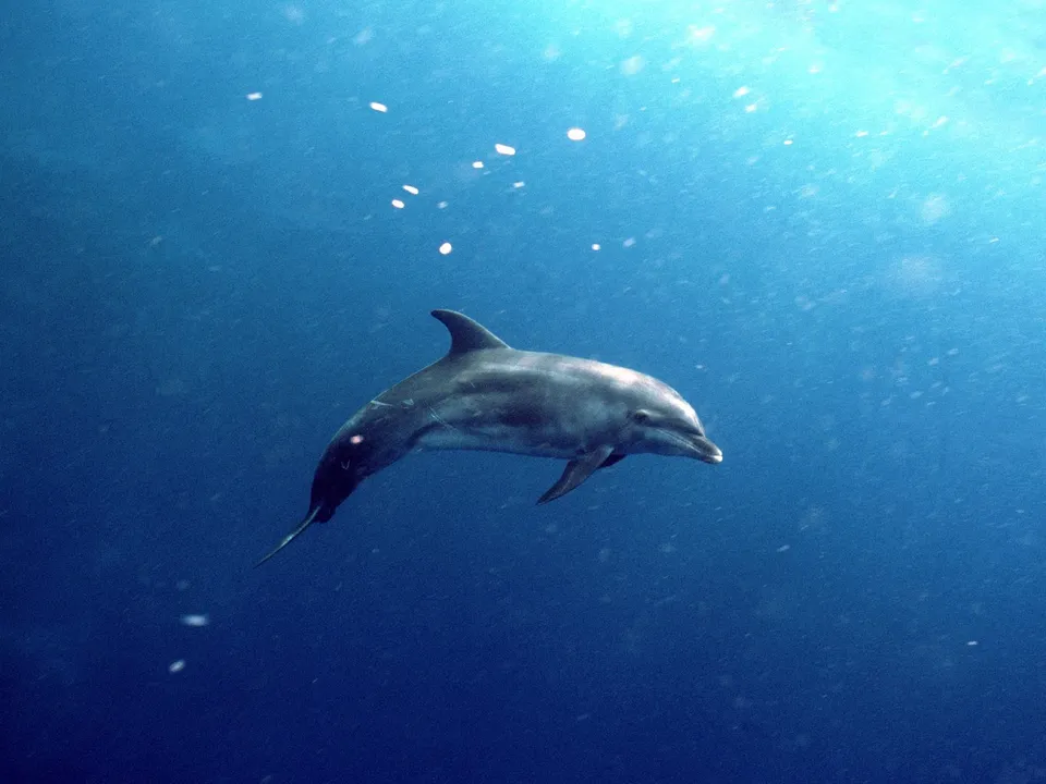 A single dolphin swims in the deep blue ocean, with light rays filtering down from the surface.