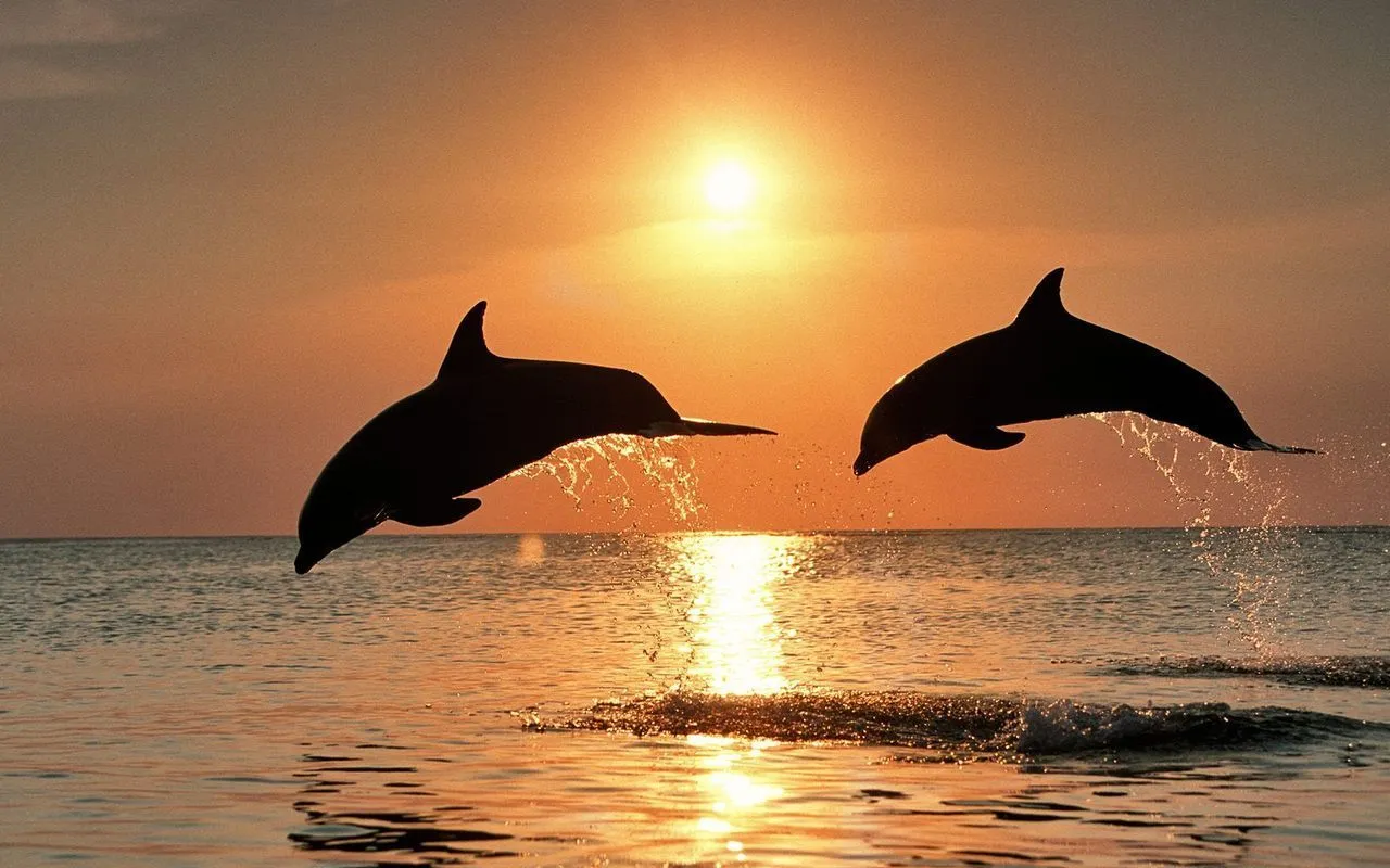 Two dolphins are silhouetted as they leap out of the ocean during a vibrant sunset.