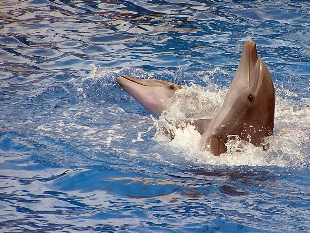 Two dolphins are leaping out of the blue water, with one in the foreground splashing.