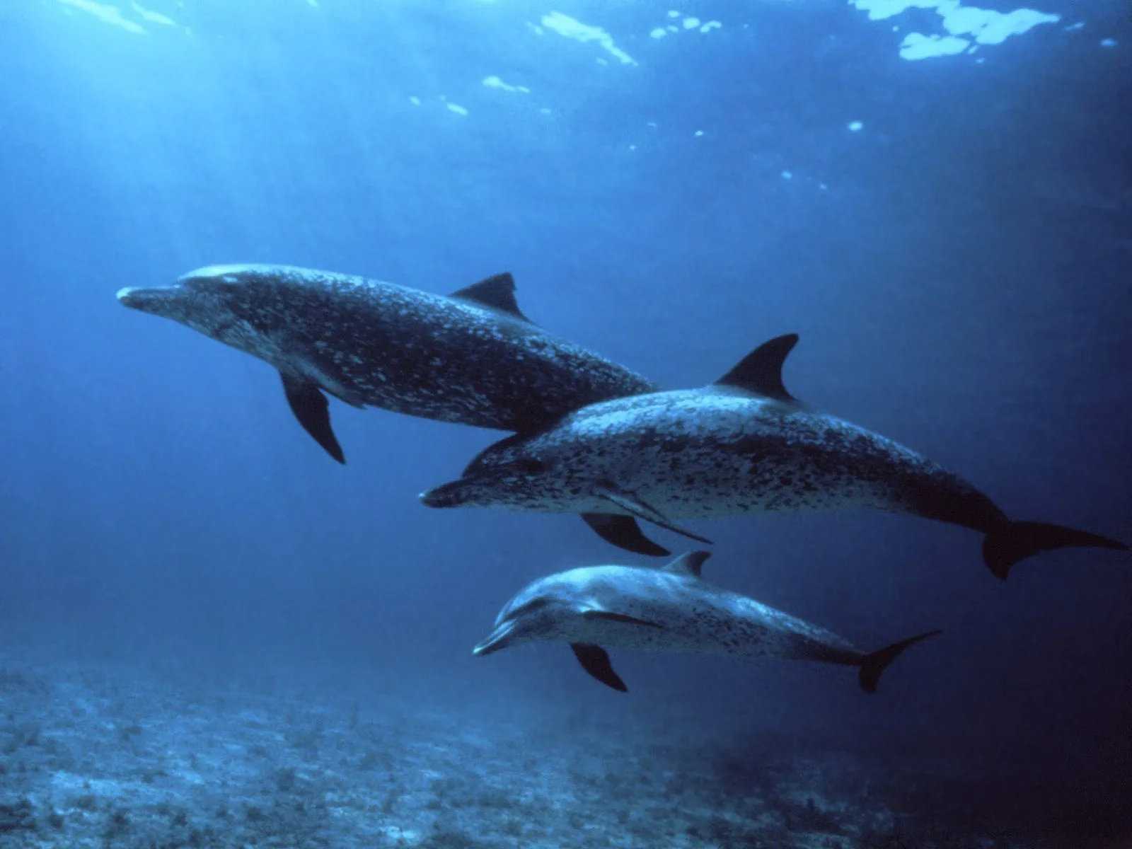 Three dolphins swim together in clear blue ocean water, with sunlight filtering from above.