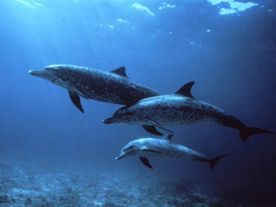Three dolphins swim together in clear blue ocean water, with sunlight filtering from above.