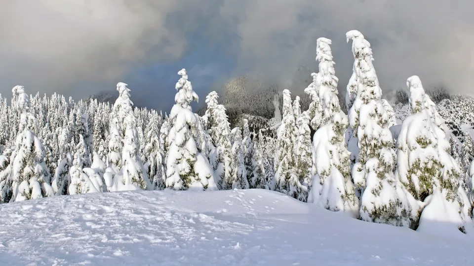 Snow covered evergreen trees under a cloudy sky.