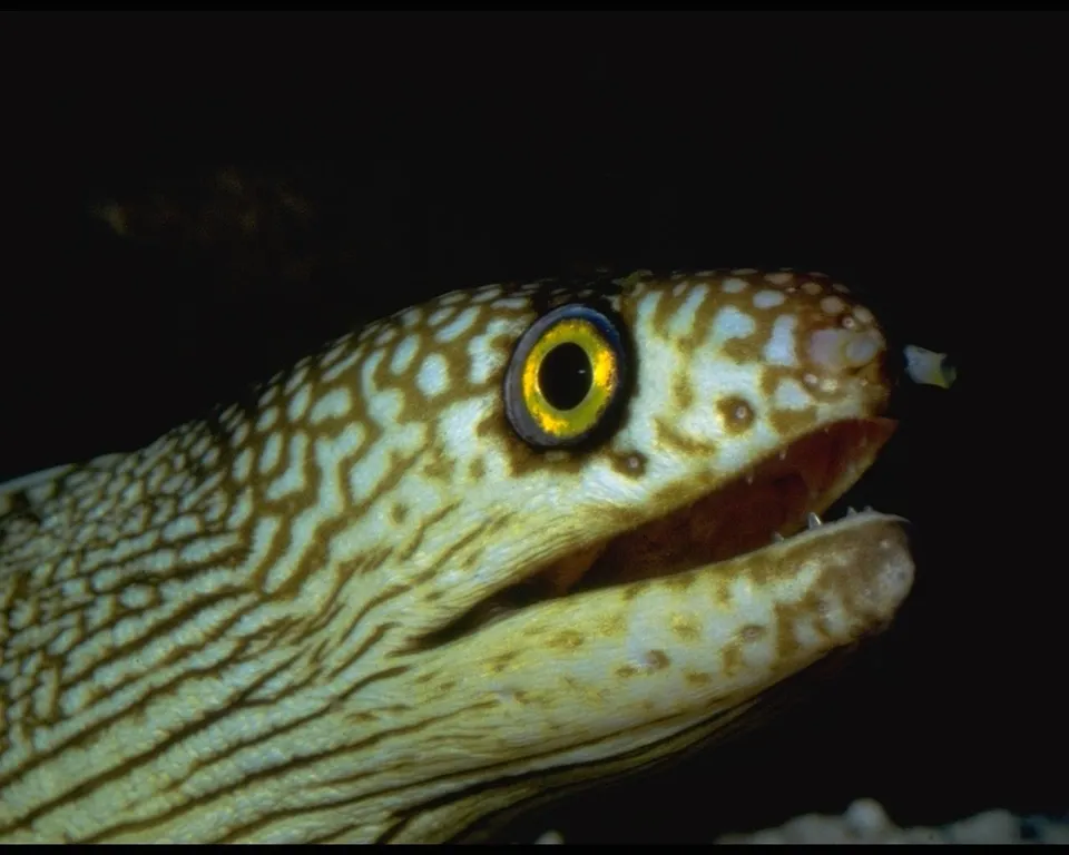 A moray eel's head is shown in extreme close-up, highlighting its patterned skin and bright yellow eye.