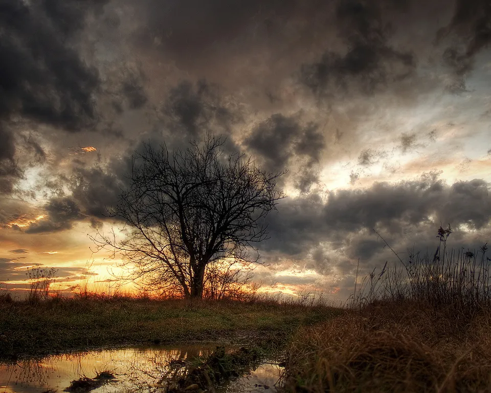 A solitary, bare tree stands silhouetted against a dramatic sunset sky with dark clouds and a reflecting puddle in the foreground.