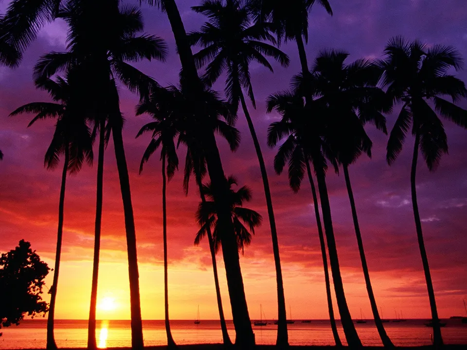 Silhouetted palm trees stand against a dramatic tropical sunset with vibrant orange and purple colors.