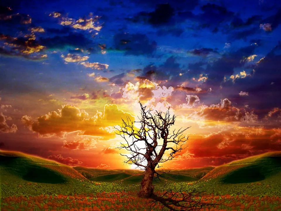 A silhouetted bare tree stands in a field of red flowers under a vibrant sunset sky.