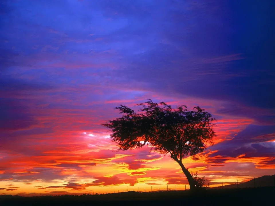 A lone tree is silhouetted against a vibrant sunset sky with fiery oranges and purples.