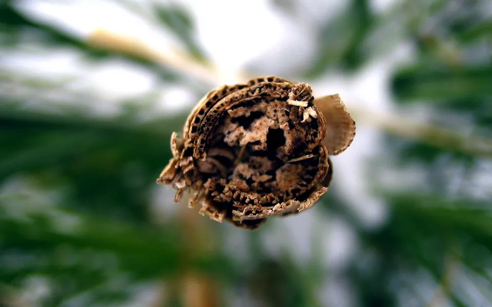 Macro shot of a dried, hollow seed head with intricate textures and a blurred green background.