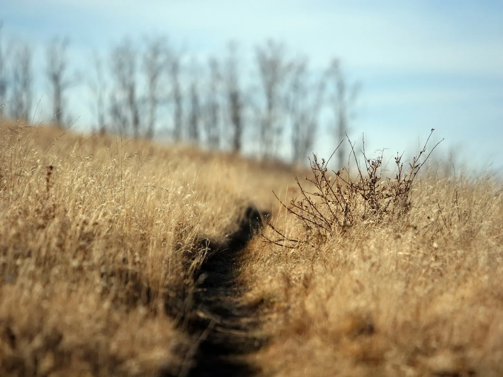 A narrow, dark path winds through a field of dry, golden grass under a pale blue sky.