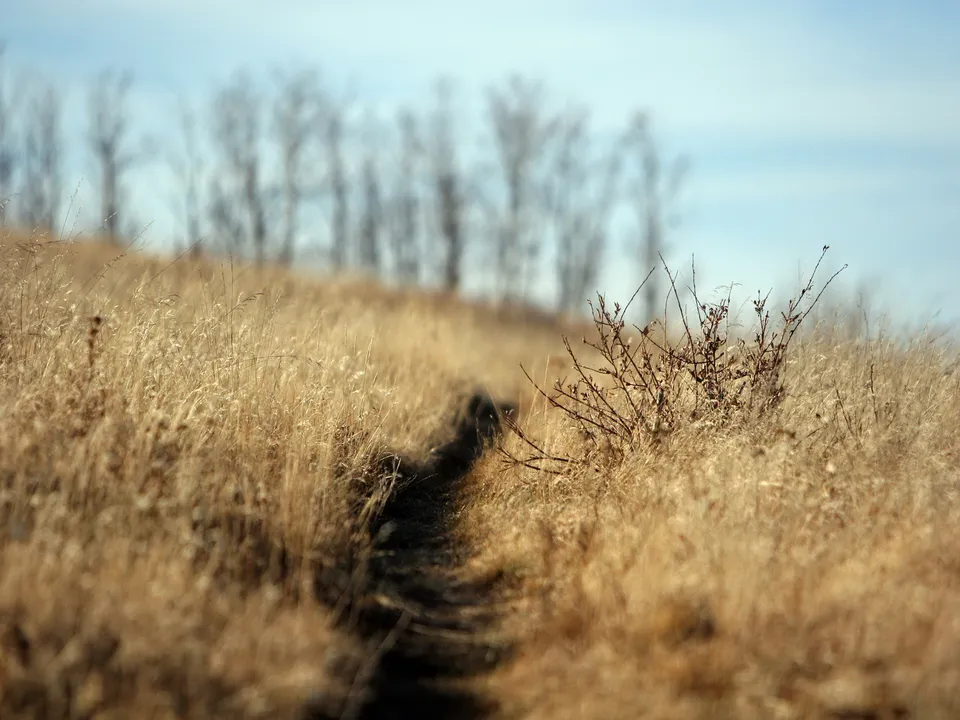 A narrow, dark path winds through a field of dry, golden grass under a pale blue sky.