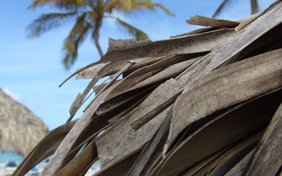 Close-up view of dry, weathered palm fronds in the foreground with a blurred palm tree and blue sky in the background.