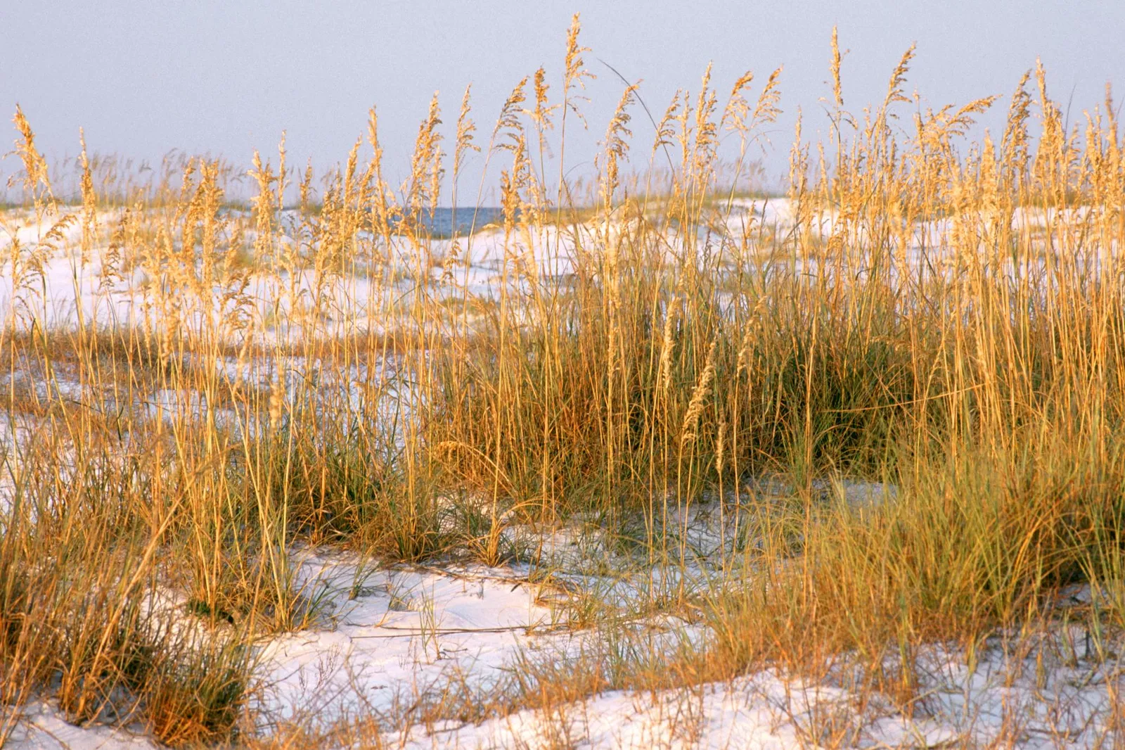 Close-up of tall, golden dune grass swaying gently on a sandy beach with the ocean in the background.