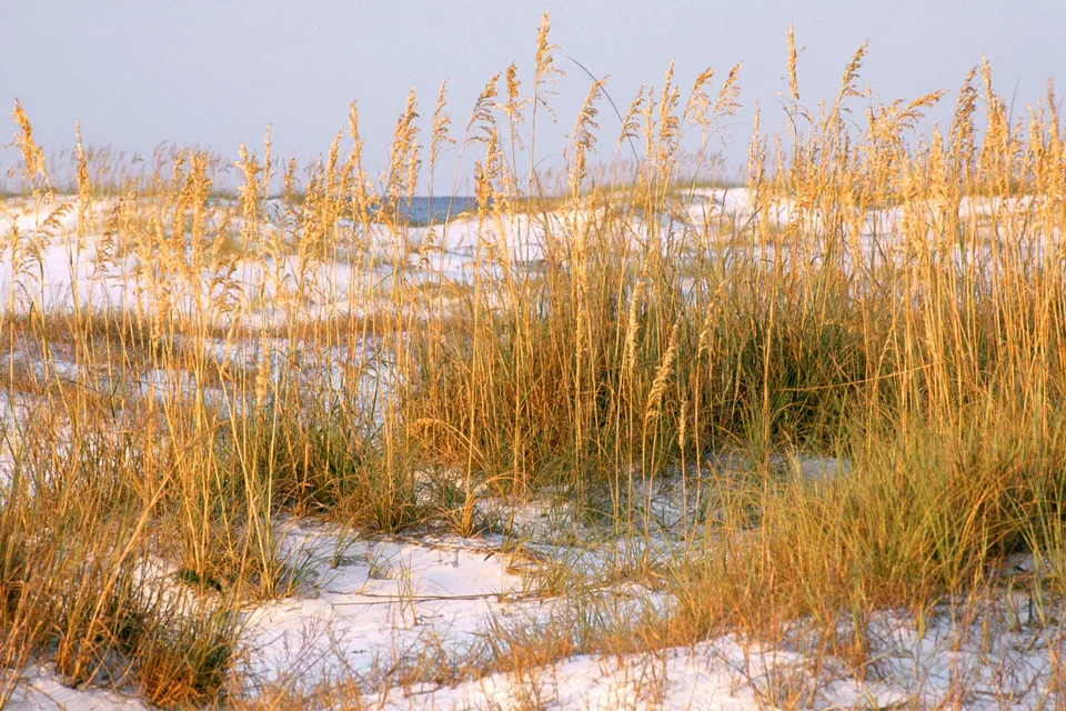 Close-up of tall, golden dune grass swaying gently on a sandy beach with the ocean in the background.