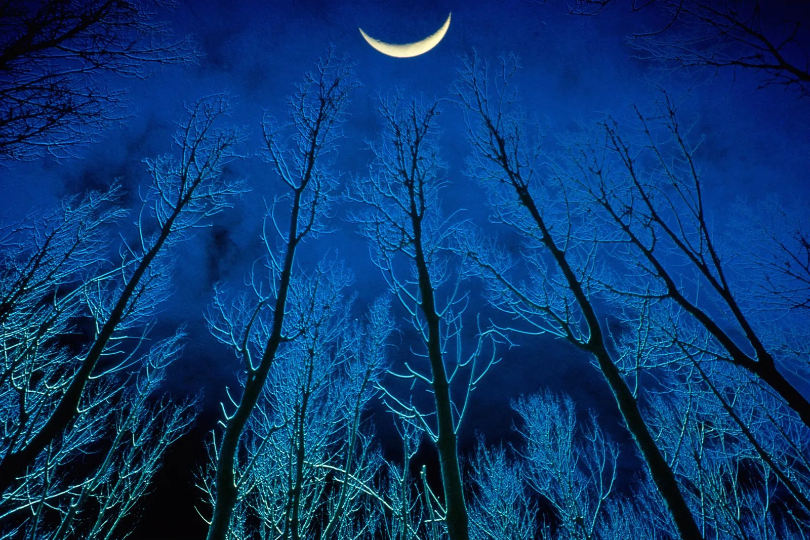 Bare trees silhouetted against a dark blue night sky with a bright crescent moon.