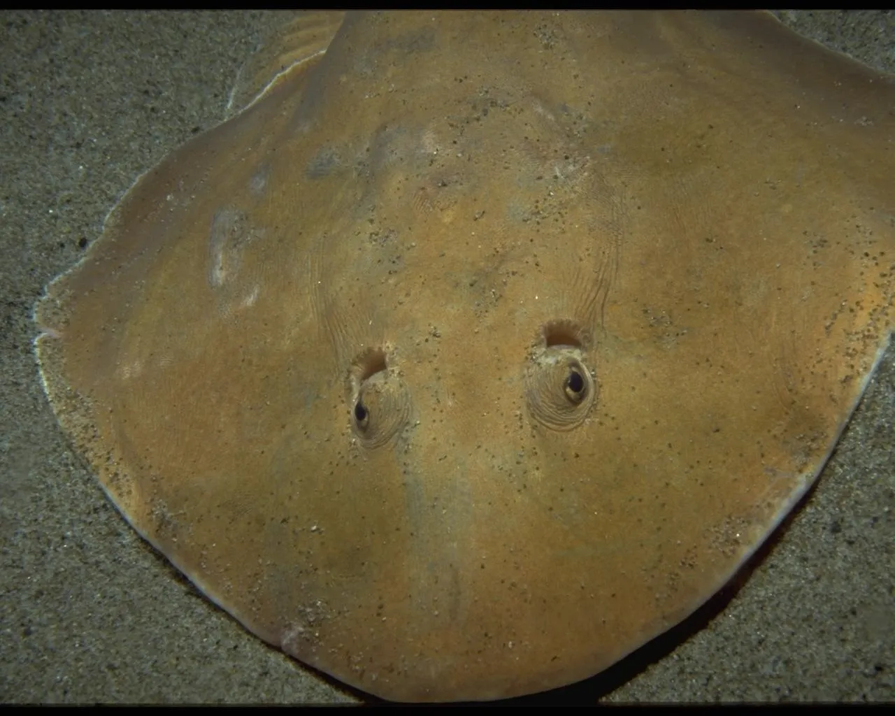 A close-up view of an electric ray lying on a sandy ocean floor, showing its eyes and textured skin.