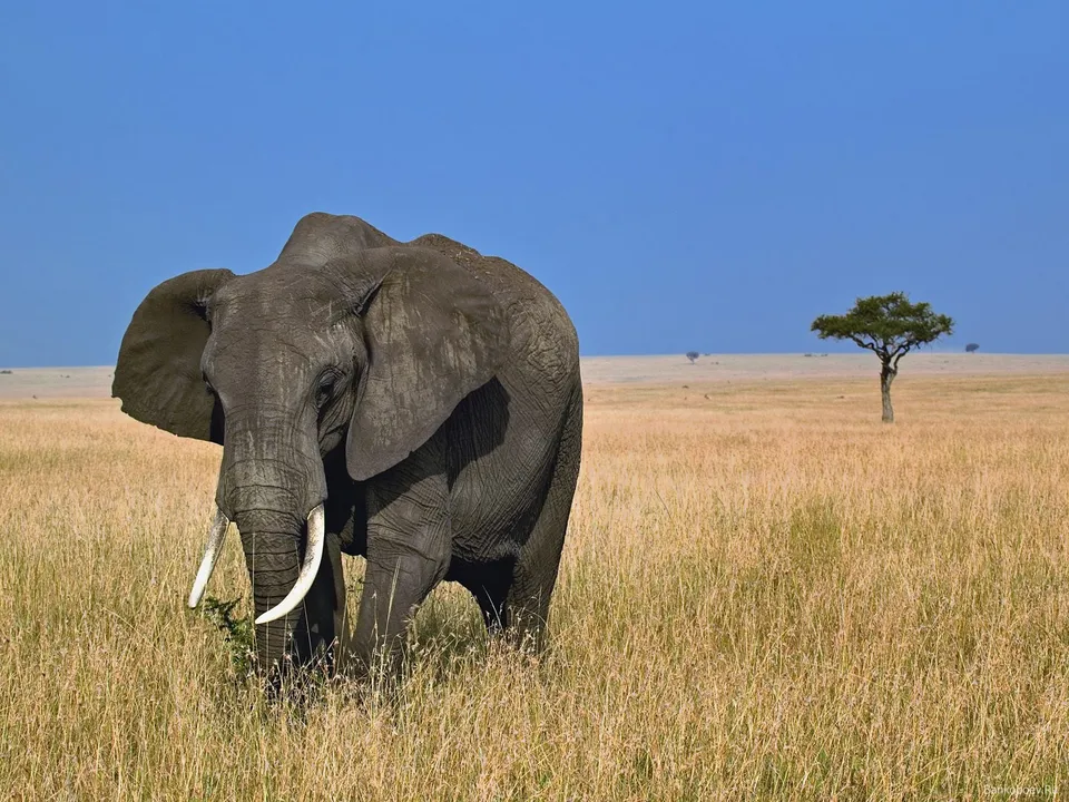 An African elephant stands in a field of dry, golden grass with a clear blue sky and a lone tree in the distance.
