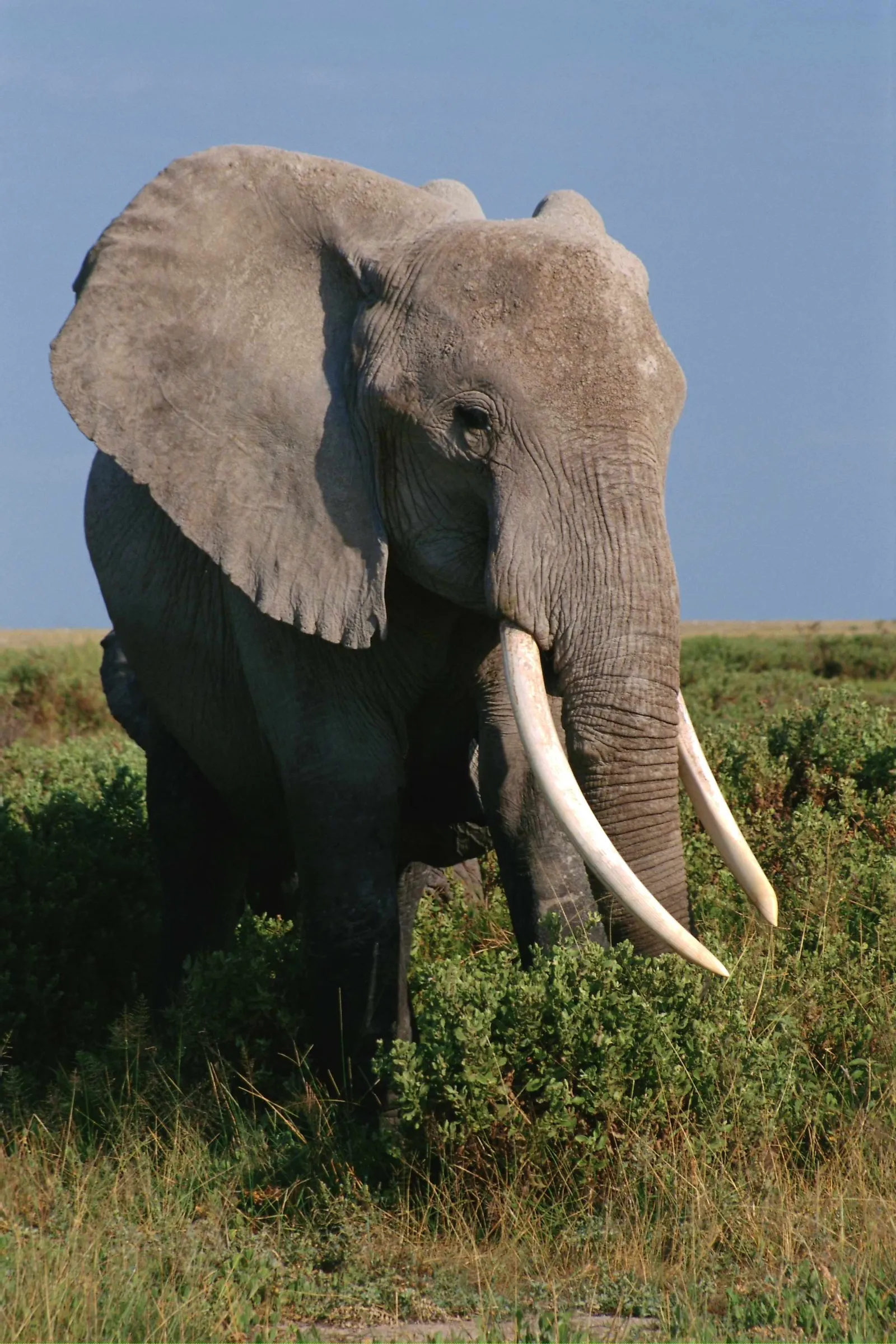 An African elephant stands in lush green vegetation under a bright blue sky.