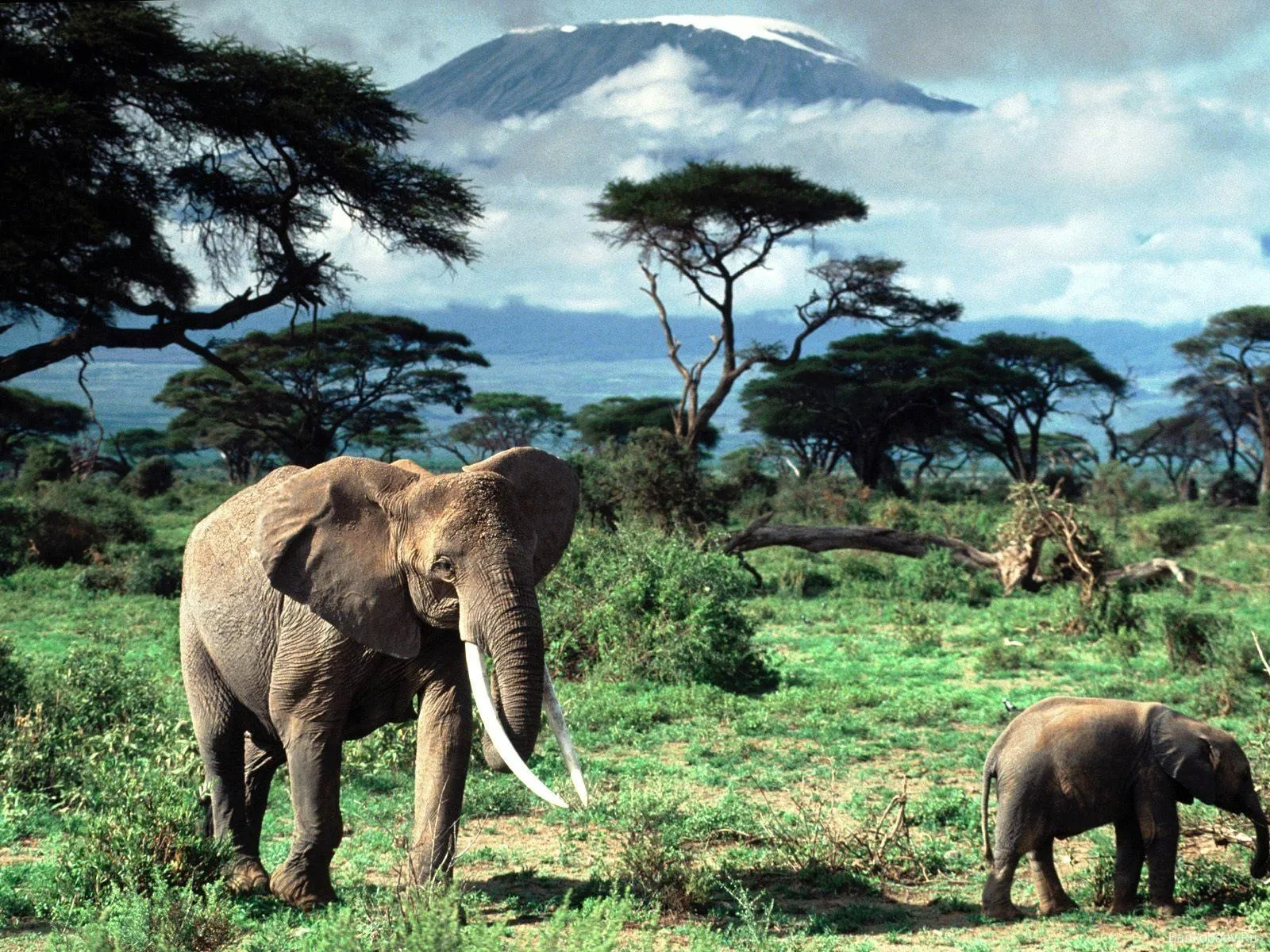 An adult and a young elephant stand in a grassy savanna with acacia trees and a snow-capped mountain in the background.
