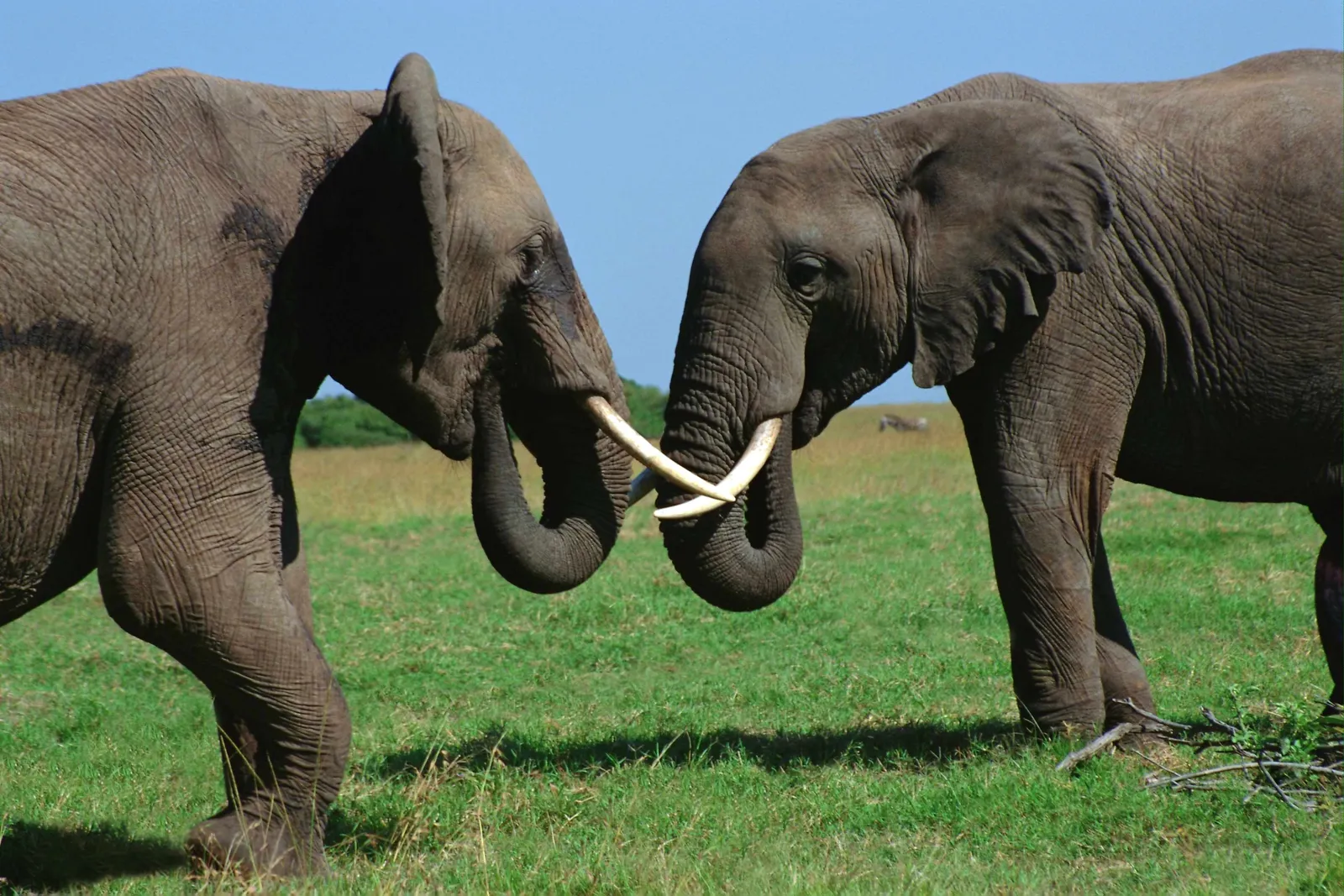 Two African elephants with their trunks intertwined, standing in a grassy field under a clear blue sky.