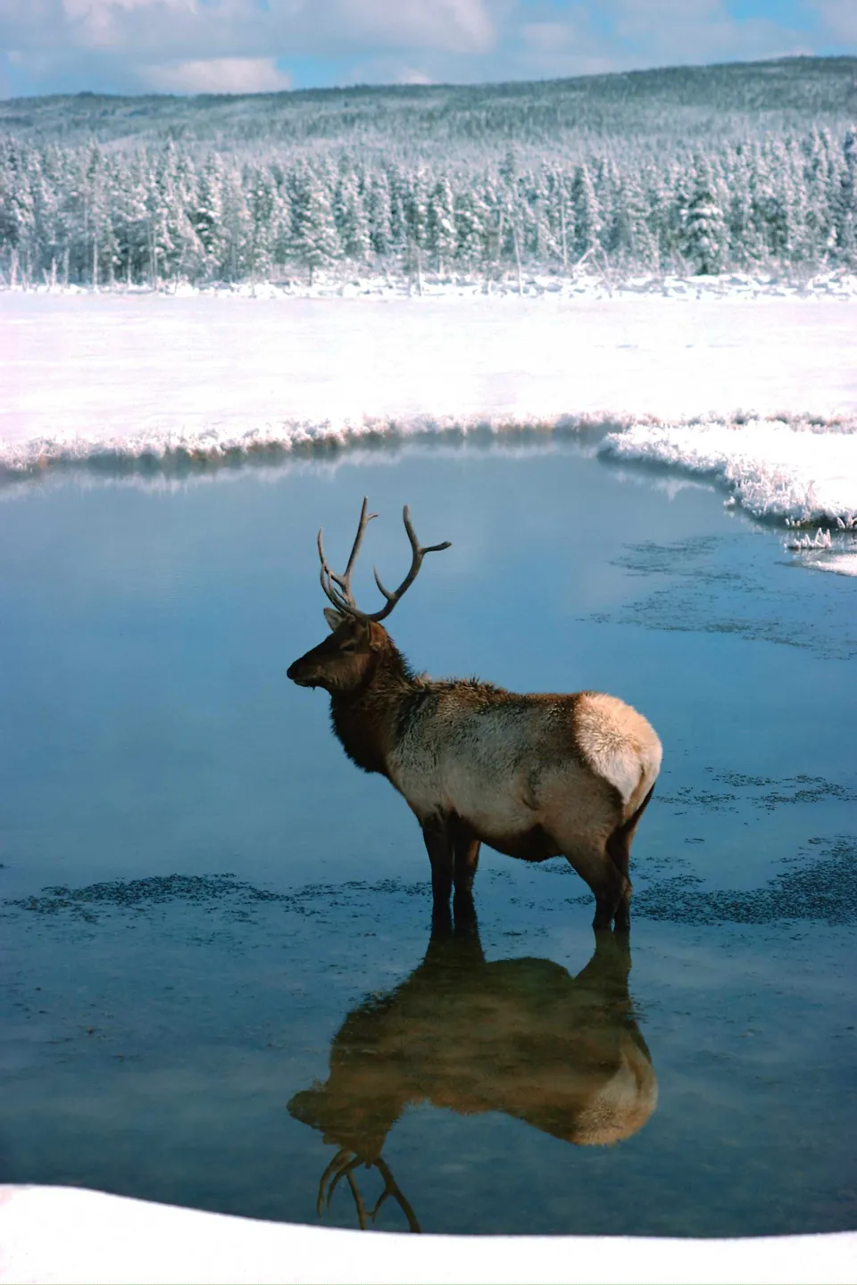 A large elk with antlers stands in shallow, icy water, reflecting in the still surface. A snow-covered forest is in the background.