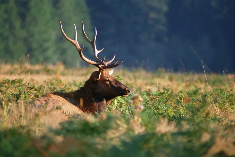 A bull elk with large antlers lies down in a grassy field with ferns.
