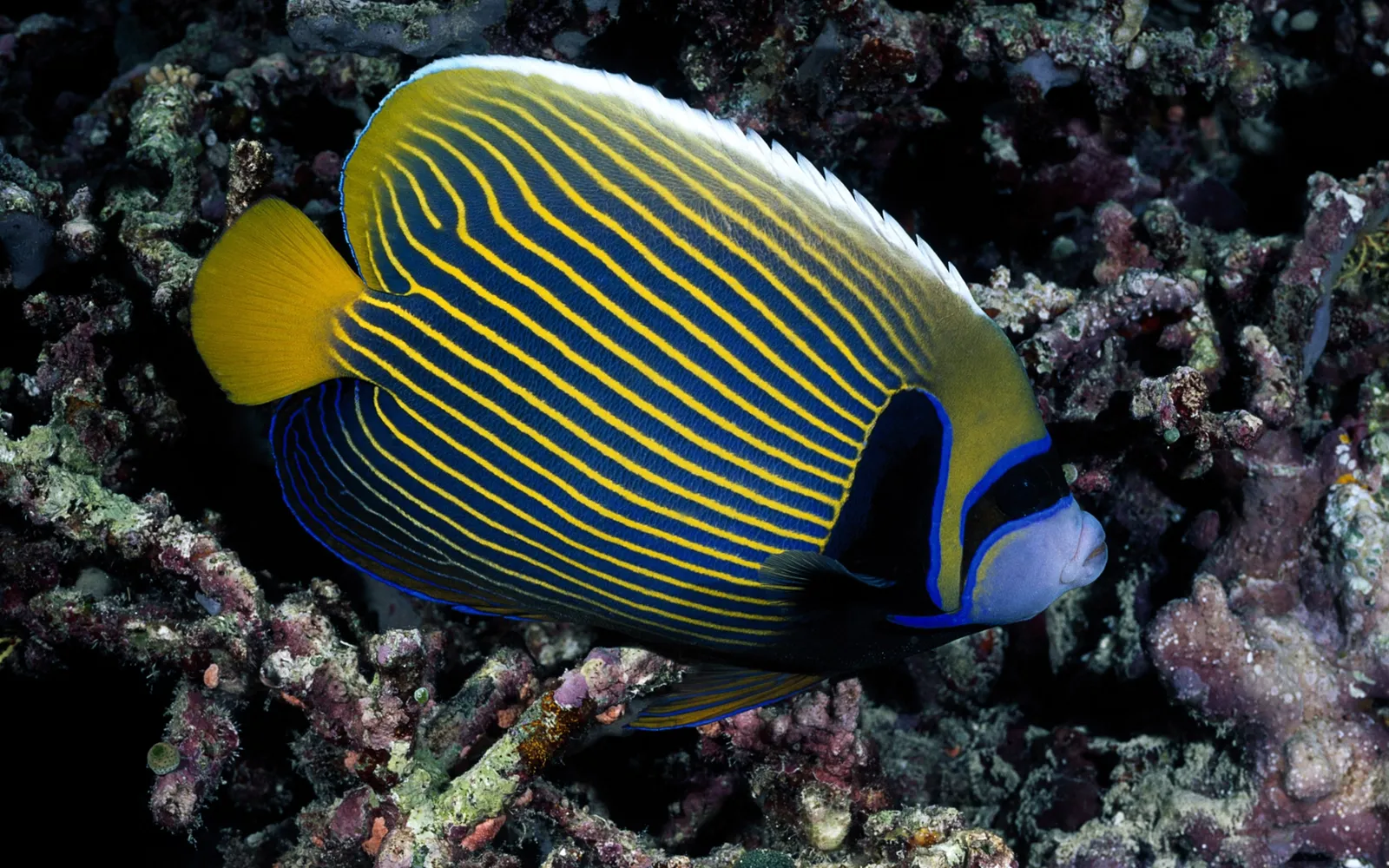A close-up of an Emperor Angelfish with striking blue and yellow stripes swimming near colorful coral.