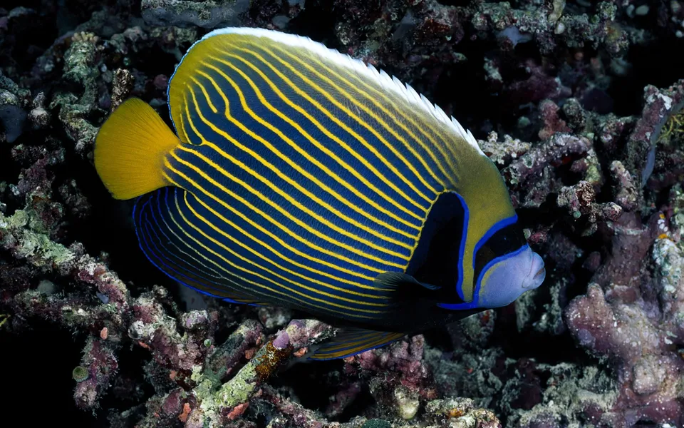 A close-up of an Emperor Angelfish with striking blue and yellow stripes swimming near colorful coral.