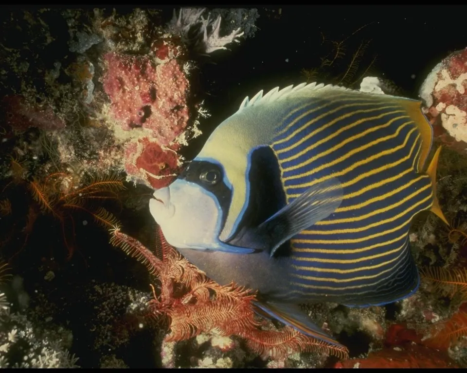 A colorful Emperor Angelfish with blue and yellow stripes swims near a coral reef.