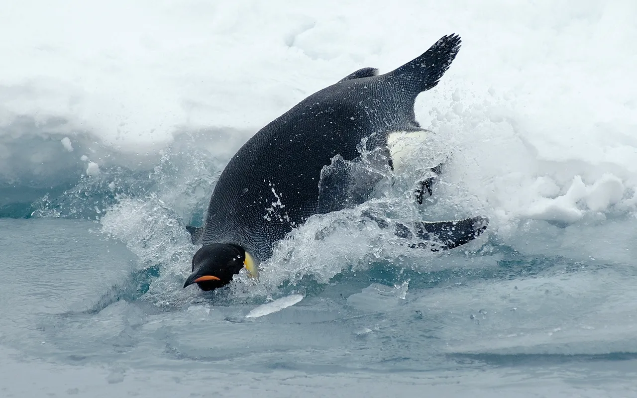 An emperor penguin splashes as it dives into the cold, blue water next to an ice floe.