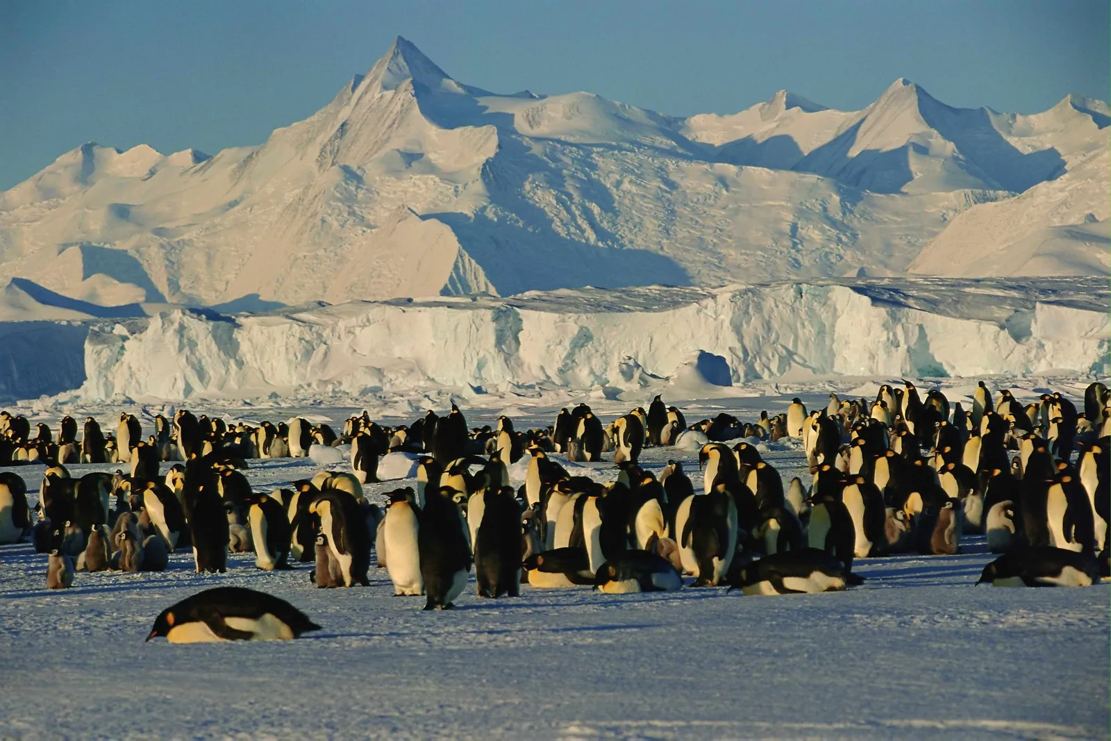 A large colony of emperor penguins stands on a vast, icy landscape with snow-capped mountains in the background.