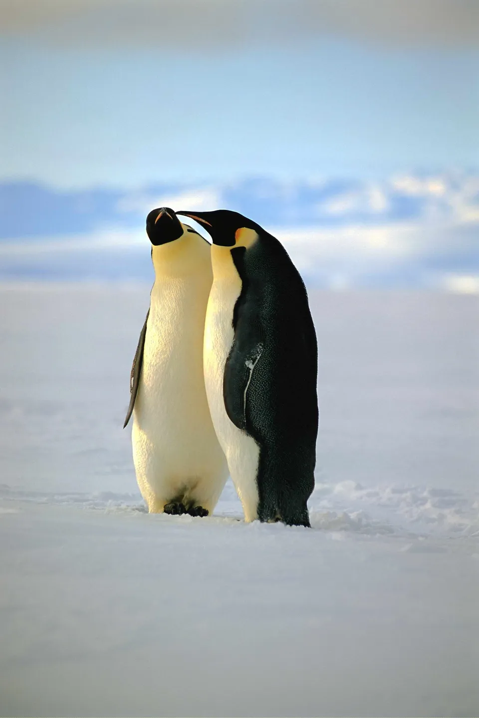 Two emperor penguins stand close together in a snowy landscape, with one nuzzling the other.