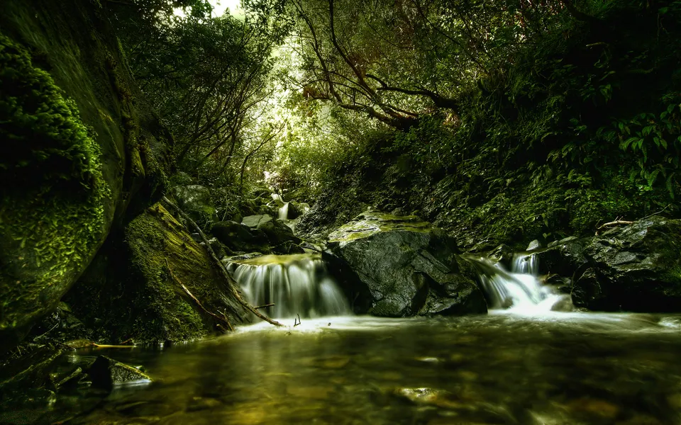 Sunlight filters through a dense canopy onto a small waterfall with a soft, blurred effect.