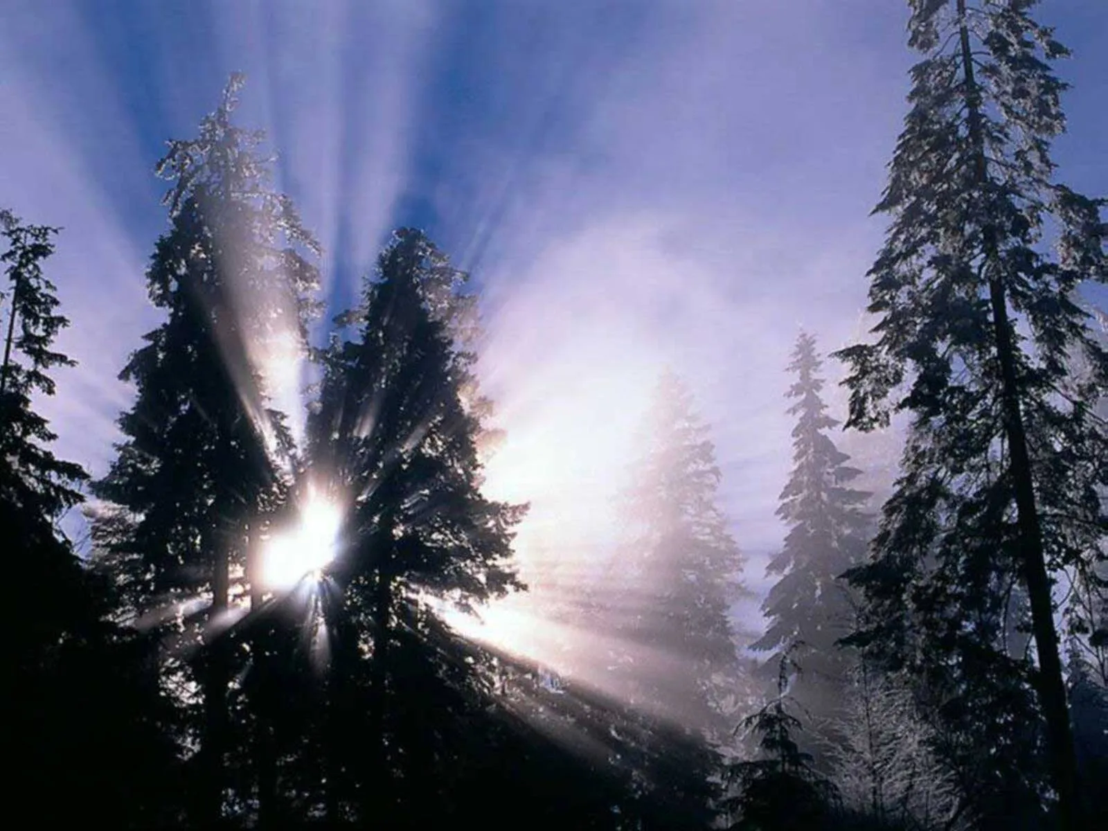 Sunbeams radiate through evergreen trees and light mist.