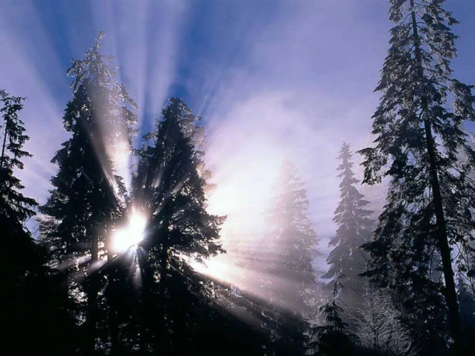 Sunbeams radiate through evergreen trees and light mist.