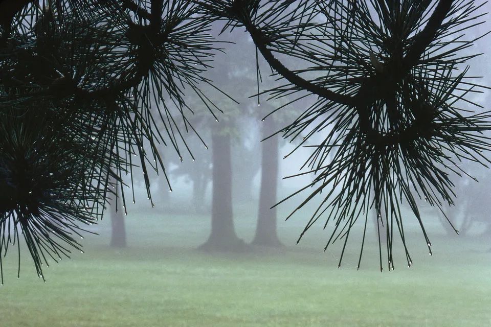 Close-up of dark pine needles with water droplets, with a foggy forest in the background.