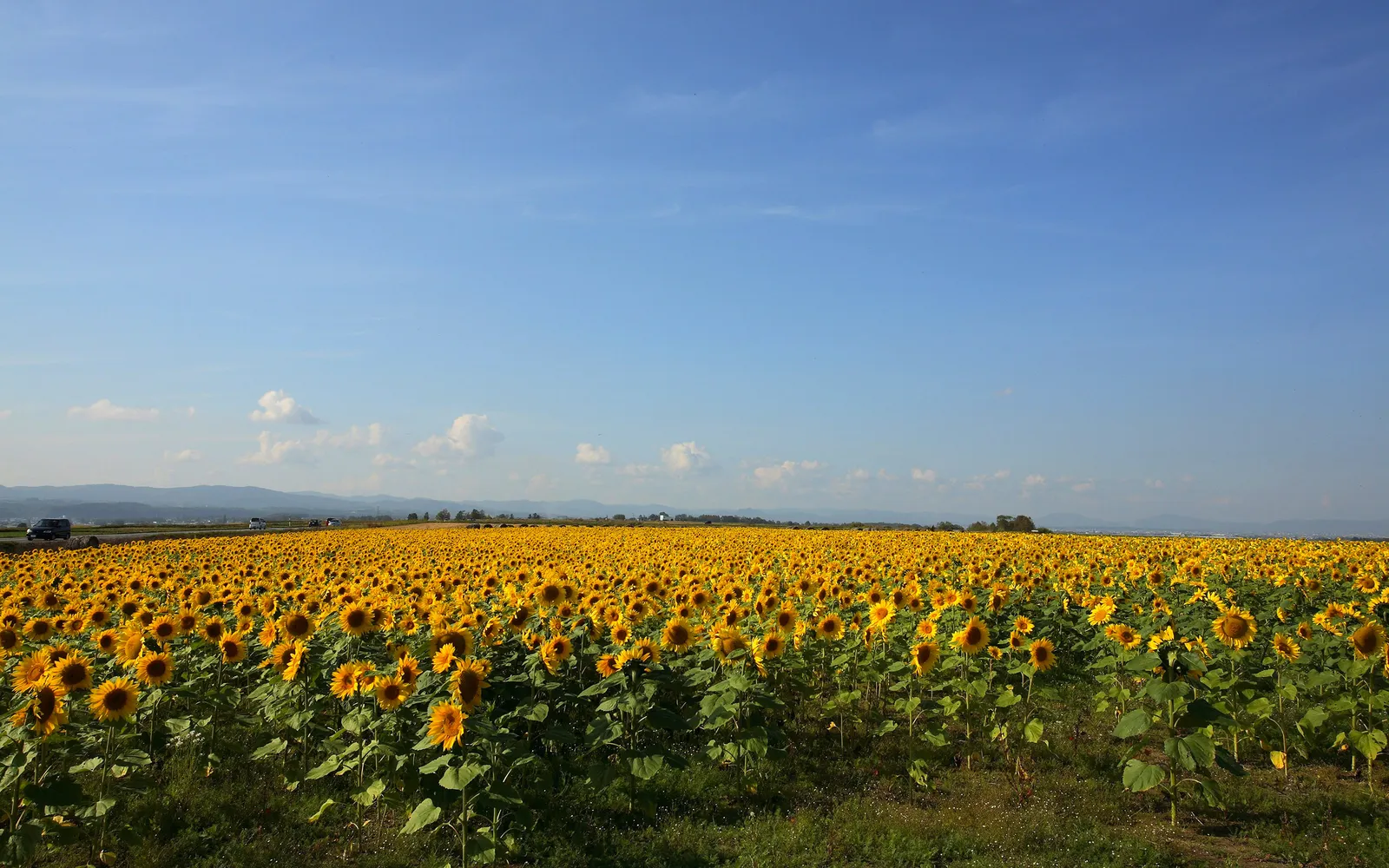 An expansive field of sunflowers stretches to the horizon under a vast blue sky with a few wispy clouds.