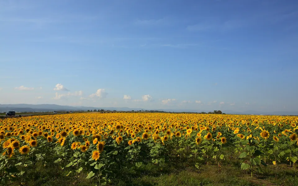 An expansive field of sunflowers stretches to the horizon under a vast blue sky with a few wispy clouds.