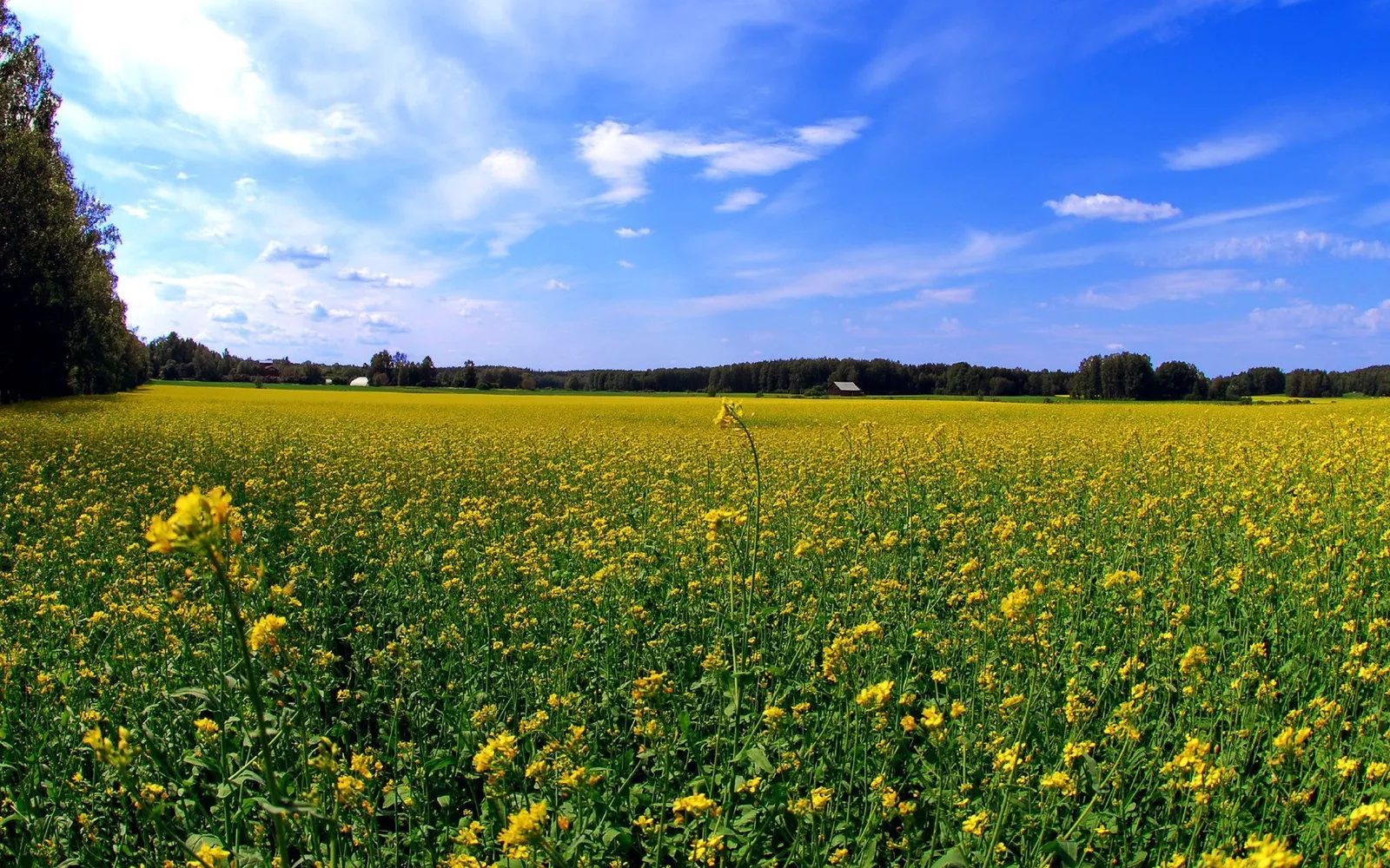 An expansive field of yellow wildflowers under a bright blue sky with wispy white clouds.
