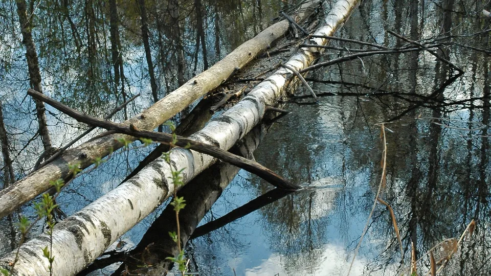 Two fallen birch trees lie across dark water, reflecting the sky and surrounding trees.