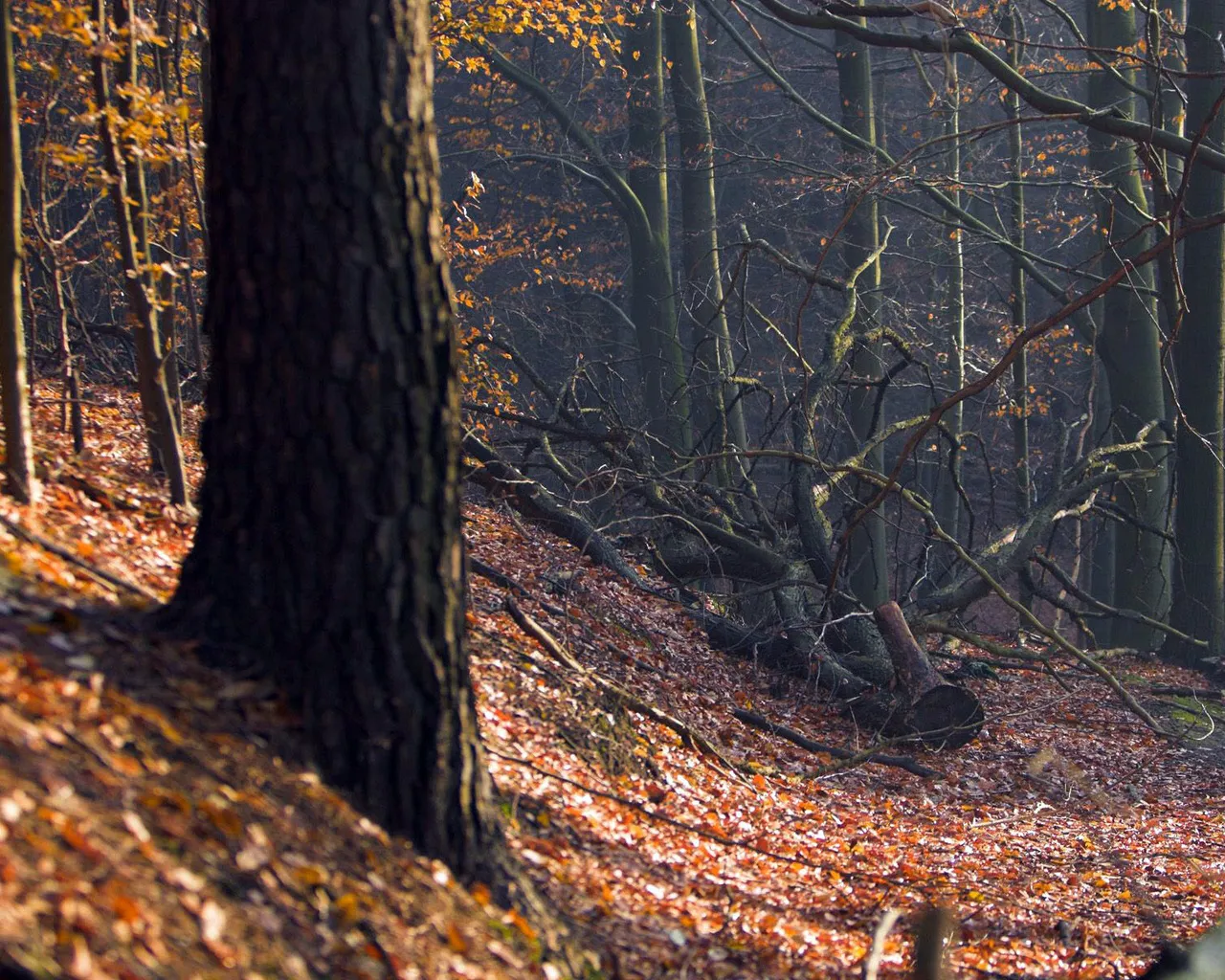 A fallen log lies on a forest floor covered in autumn leaves, with sunlight filtering through the trees.
