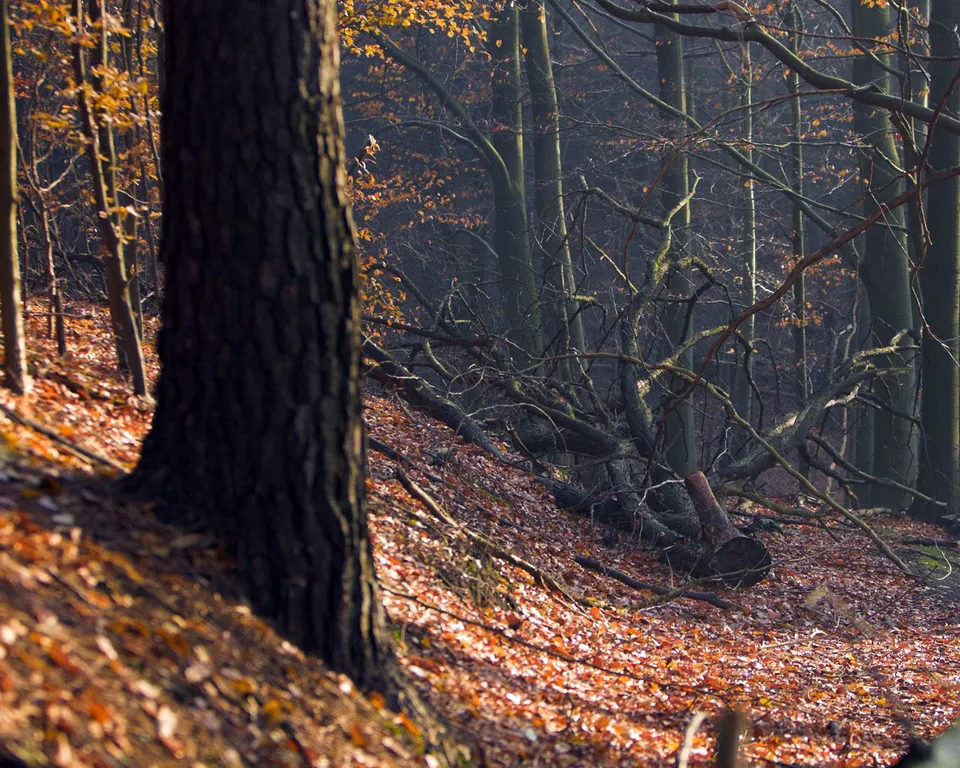 A fallen log lies on a forest floor covered in autumn leaves, with sunlight filtering through the trees.
