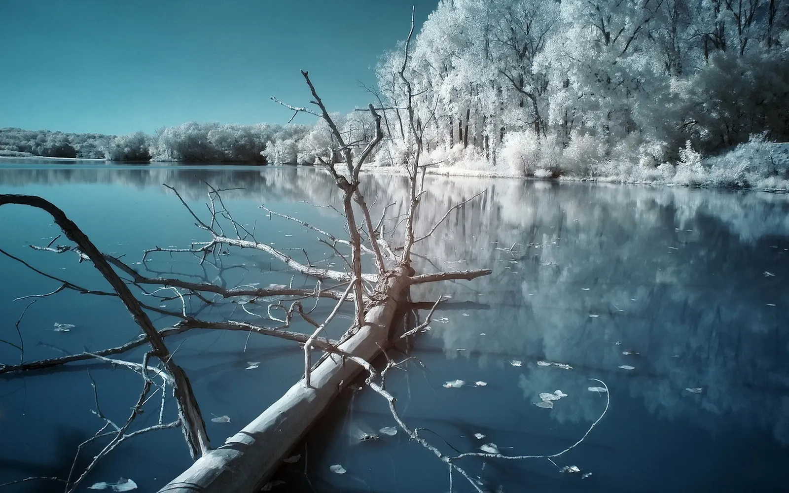 A fallen tree lies partially submerged in a calm lake, with white trees reflected in the water.
