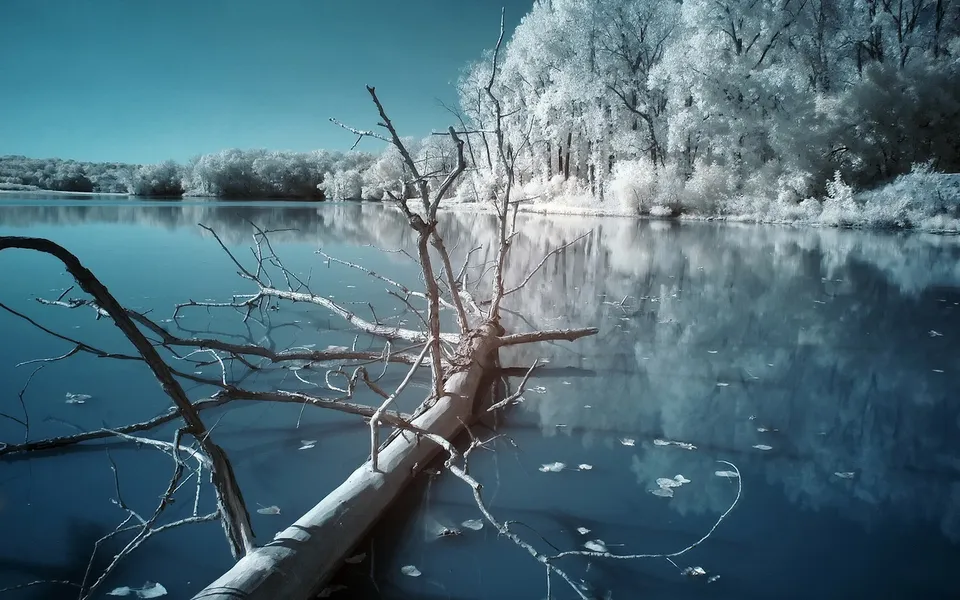 A fallen tree lies partially submerged in a calm lake, with white trees reflected in the water.