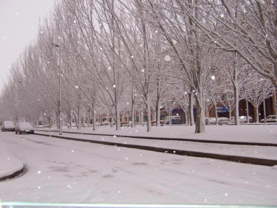 Snowflakes falling on a street lined with bare trees.