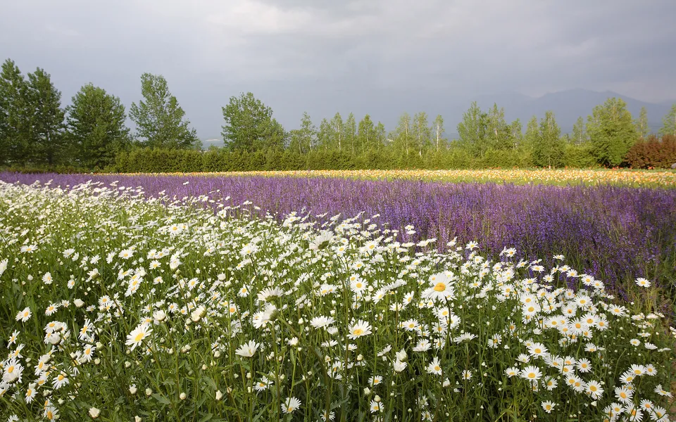 A field of white daisies in the foreground with a band of purple flowers and a line of trees in the background.