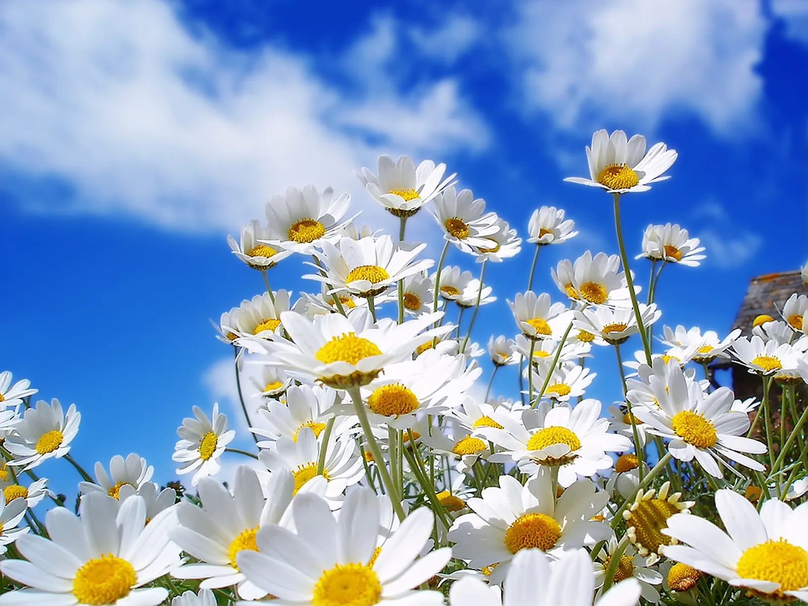 A low-angle view of white daisies with yellow centers against a bright blue sky with white clouds.