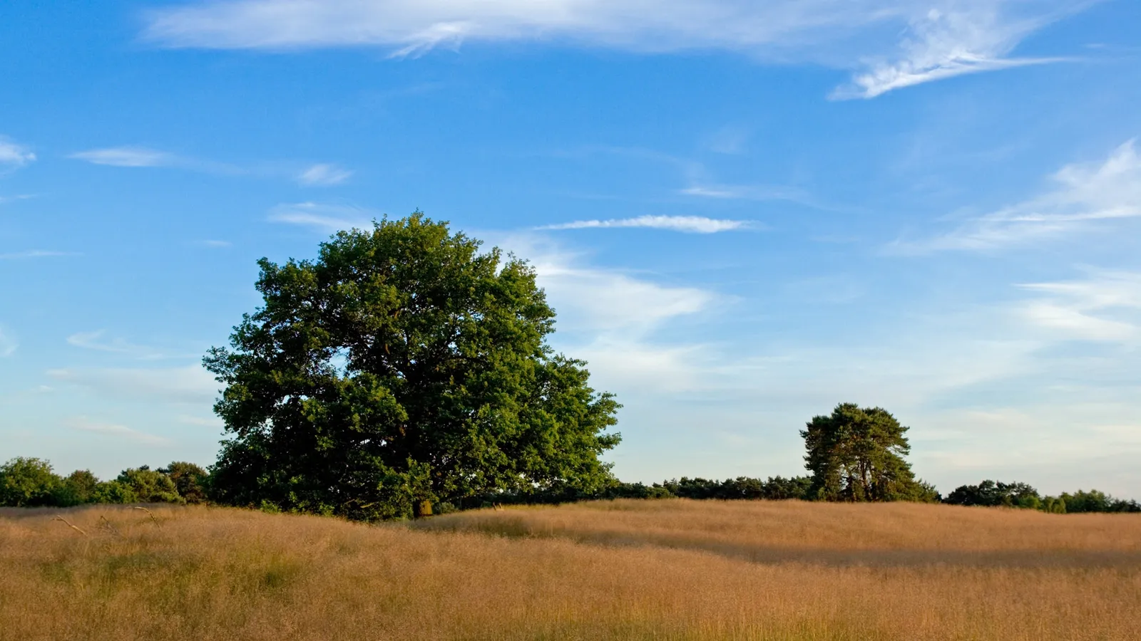 A large oak tree stands in a golden field under a bright blue sky with wispy clouds.