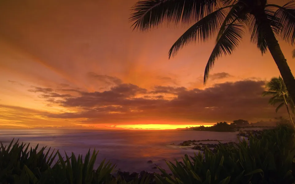 Silhouetted palm fronds frame a fiery orange and yellow sunset over a tranquil tropical ocean.